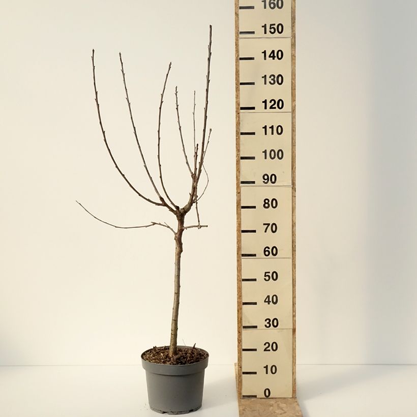 Ciliegio Marmotte Vaso da 7,5L/10L, Vasetto esemplare consegnato in inverno