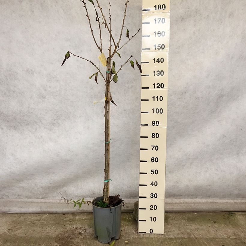 Esemplare di Ciliegio Moreau Vaso da 7,5L/10L, Vaso impalcato medio come consegnato in autunno