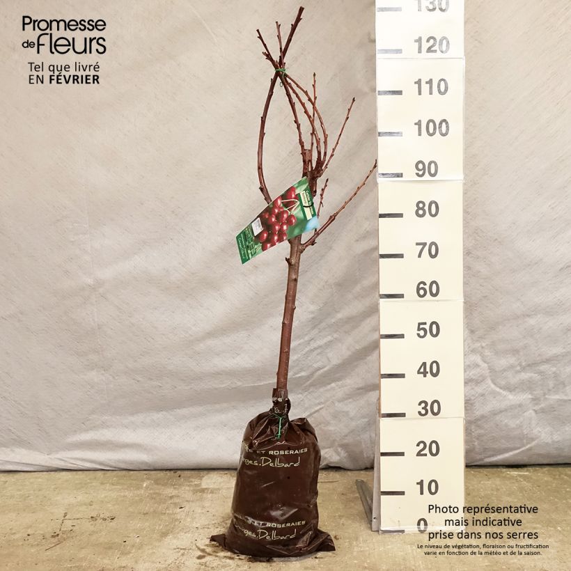 Ciliegio Bigarreau Sunburst Zolla 'Pronta da piantare', Vasetto esemplare consegnato in inverno