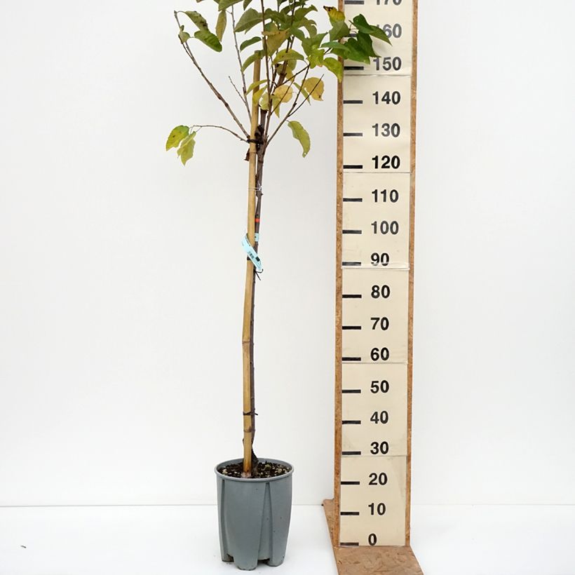 Esemplare di Ciliegio Van Vaso da 7,5L/10L, Vaso impalcato medio come consegnato in autunno