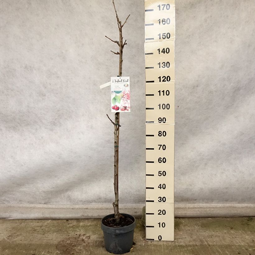 Esemplare di Ciliegio colonnare Hong kong Vaso da 6L/7L, Colonnare come consegnato in autunno