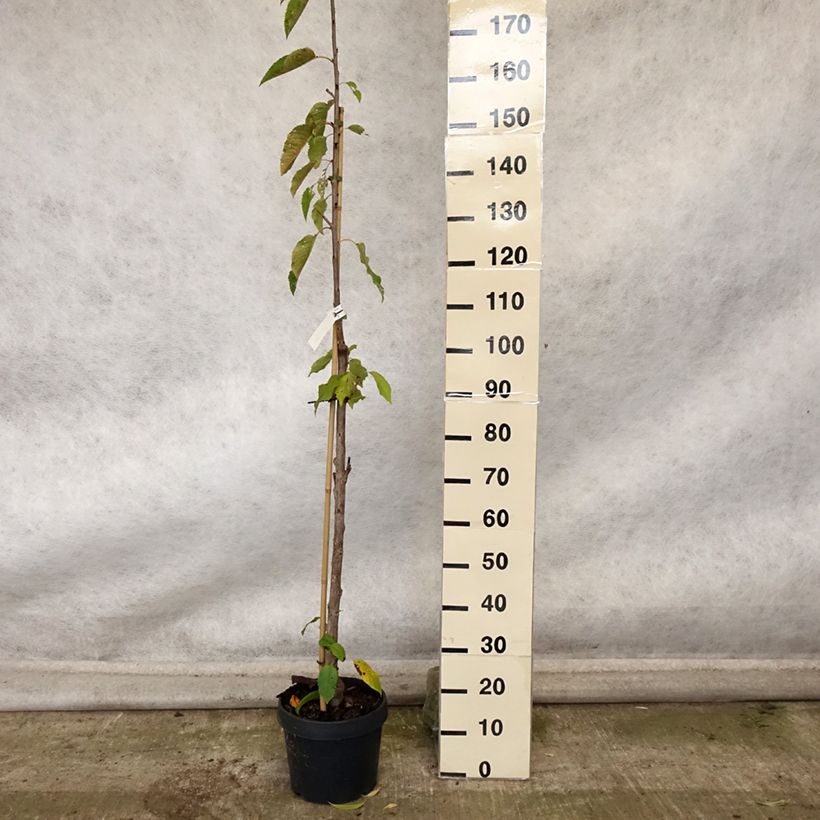 Esemplare di Ciliegio colonnare Shangai Vaso da 6L/7L, Colonnare come consegnato in autunno
