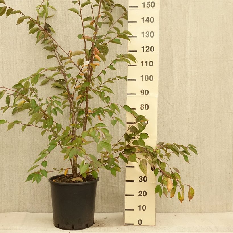 Esemplare di Prunus Accolade - Ciliegio da fiore Vaso da 18L/20L come consegnato in autunno
