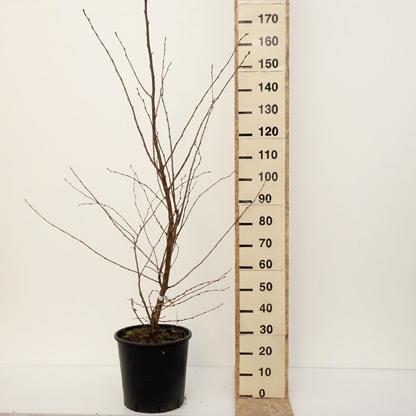 Prunus Accolade - Ciliegio da fiore Vaso da 18L/20L esemplare consegnato in inverno