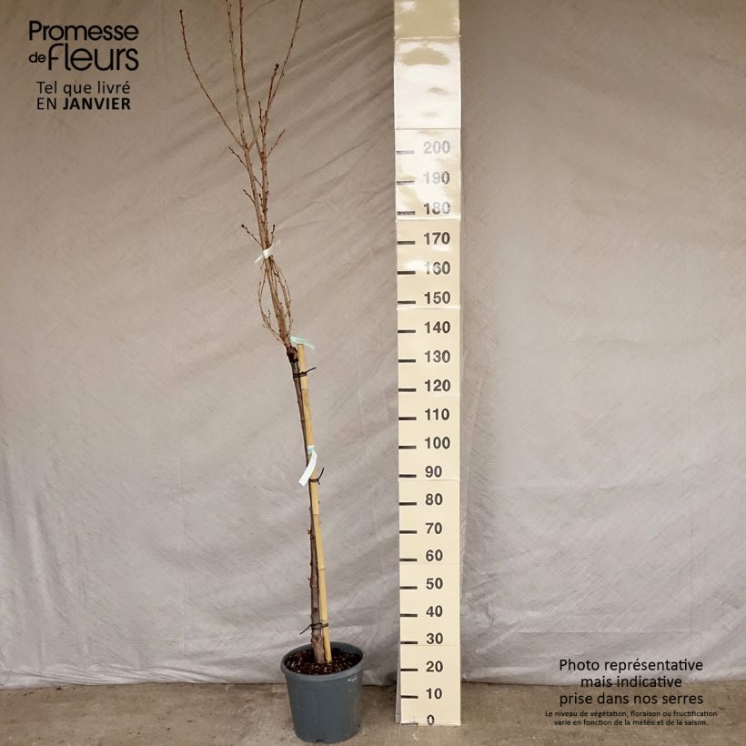 Prunus serrulata Kanzan - Ciliegio da fiore Vaso da 7,5L/10L esemplare consegnato in inverno
