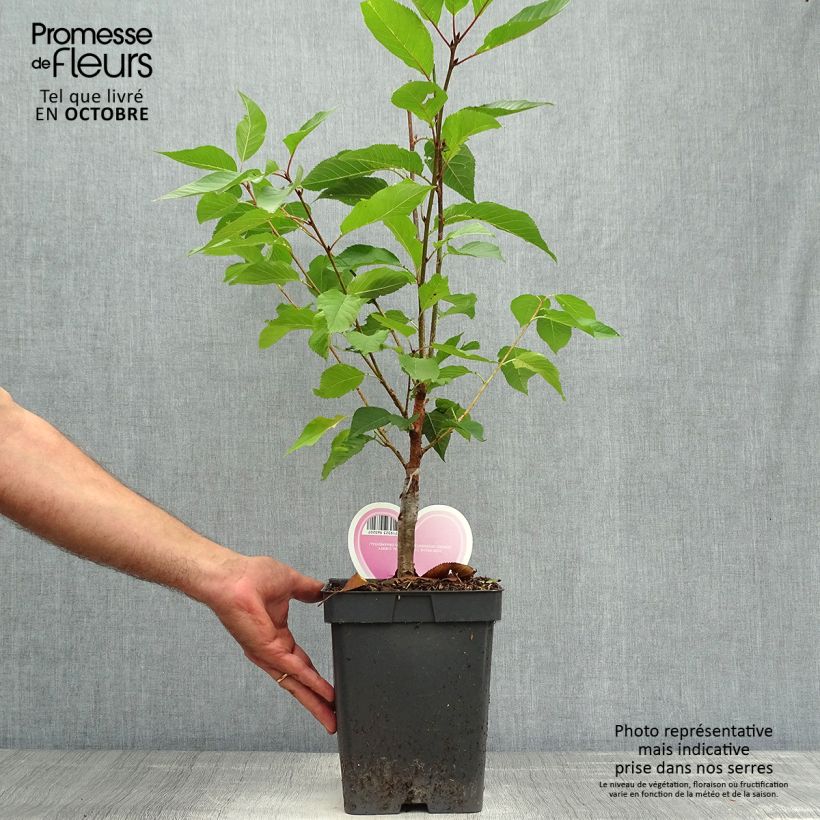 Esemplare di Prunus serrulata Kanzan - Ciliegio da fiore Vaso da 4L/5L come consegnato in autunno