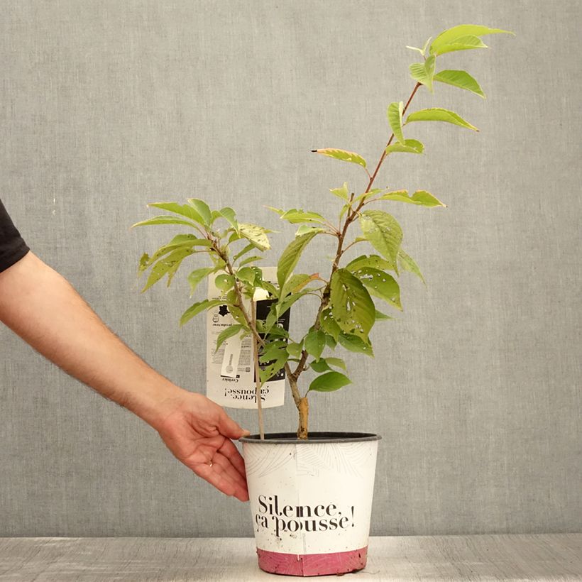 Esemplare di Prunus serrulata Kanzan - Ciliegio da fiore Vaso da 4L/5L, A cespuglio consegnato in estate