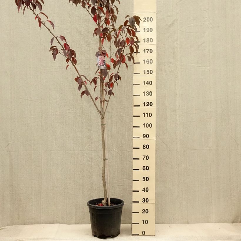 Esemplare di Prunus serrulata Royal Burgundy - Ciliegio da fiore Vaso da 18L/20L come consegnato in autunno