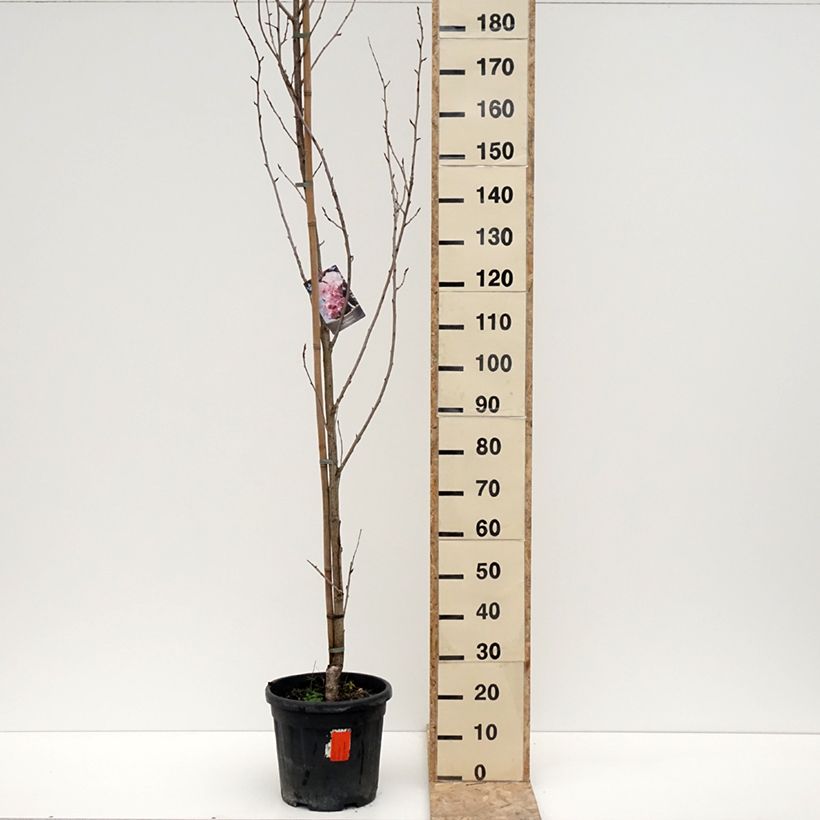 Prunus serrulata Royal Burgundy - Ciliegio da fiore Vaso da 12L/15L esemplare consegnato in inverno
