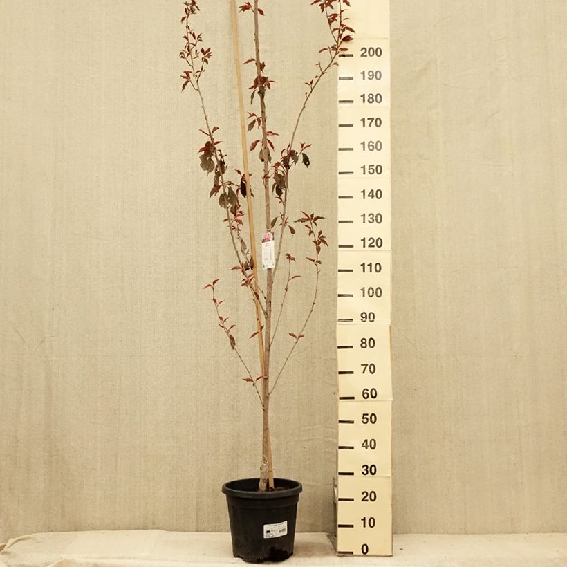 Esemplare di Prunus serrulata Royal Burgundy - Ciliegio da fiore Vaso da 12L/15L consegnato in estate