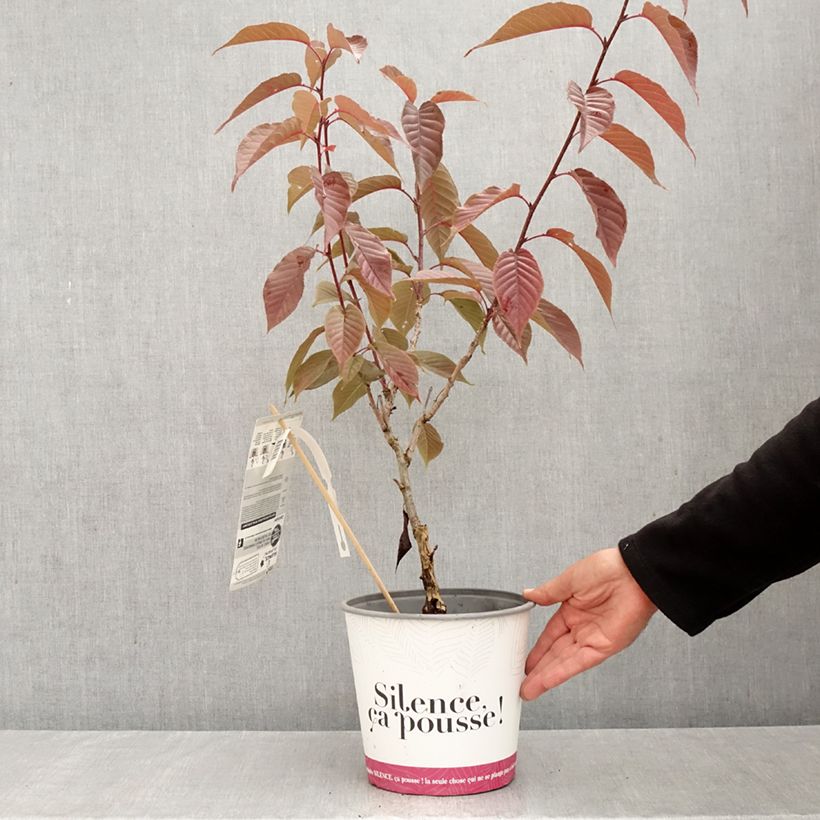 Esemplare di Prunus serrulata Royal Burgundy - Ciliegio da fiore Vaso da 4L/5L come consegnato in autunno