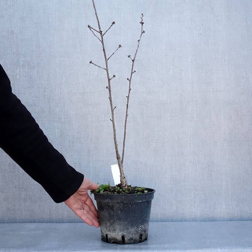 Prunus hillieri Spire - Ciliegio da fiore Vaso da 3L/4L esemplare consegnato in inverno