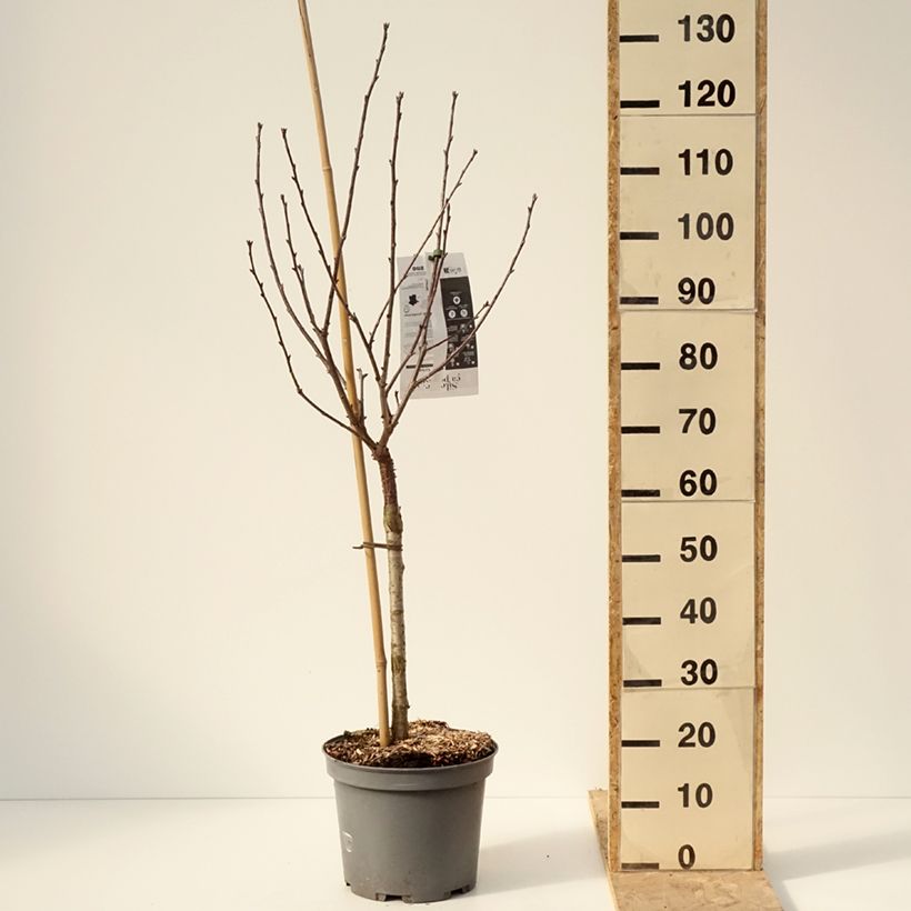 Amareno Montmorency Vaso da 7,5L/10L, Vasetto esemplare consegnato in inverno