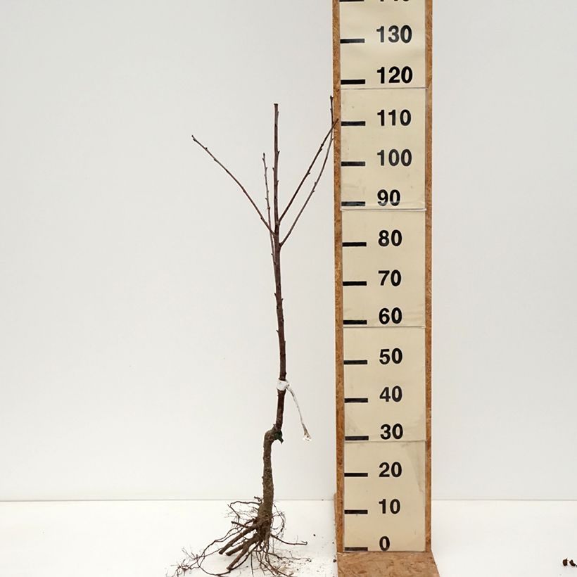 Ciliegio Guindoux delle Charentes Bio Radici Nude esemplare consegnato in inverno