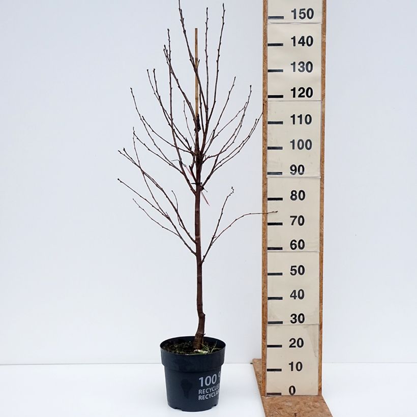 Esemplare di Amareno Kelleriis16 Vaso da 4L/5L, Vaso impalcato basso come consegnato in autunno