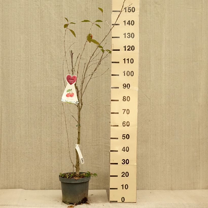 Esemplare di Amareno Kelleriis15 Vaso da 7,5L/10L, Vasetto come consegnato in autunno
