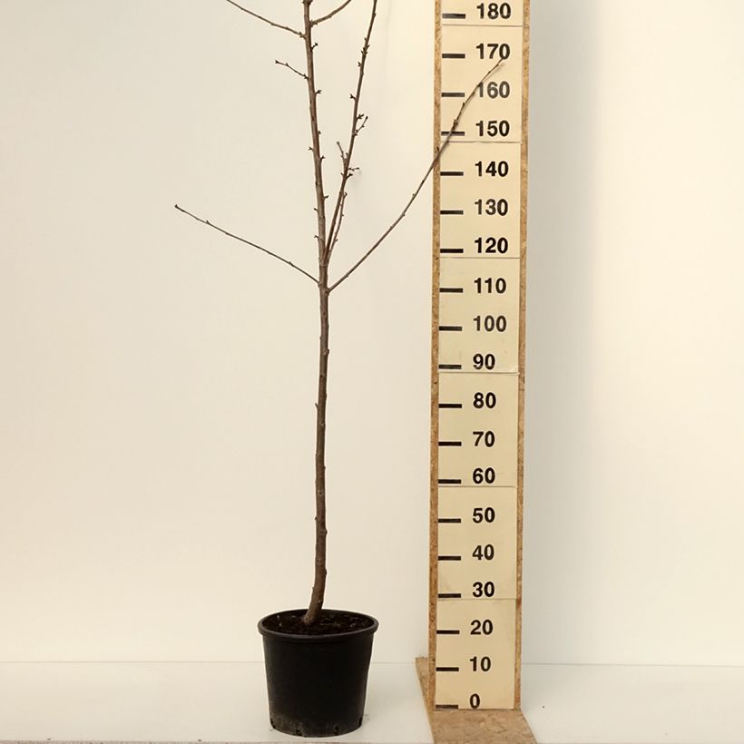 Ciliegio Kordia Vaso da 20L/25L, Vaso impalcato medio esemplare consegnato in inverno