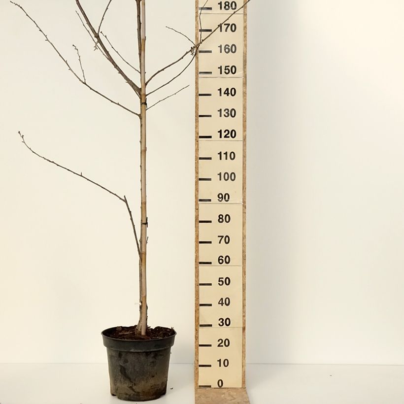Ciliegio Kunzego (Kunzes Kirche) Vaso da 20L/25L, Vaso impalcato medio esemplare consegnato in inverno