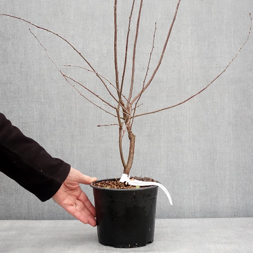 Amareno Carmine Jewel Vaso da 2L/3L esemplare consegnato in inverno