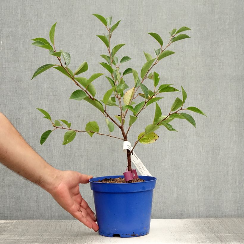 Esemplare di Amareno Fruitality Cherry Baby Vaso da 2L/3L, Multifusto consegnato in estate