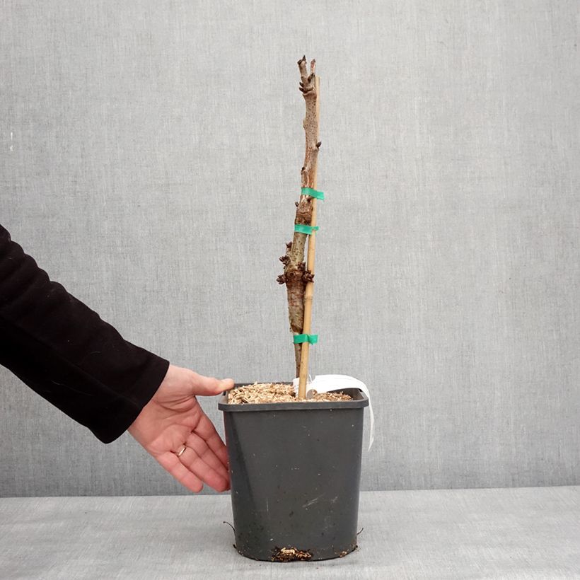 Amareno Fruit Me Cherry Me Lapins Vaso da 4L/5L, Nano esemplare consegnato in inverno