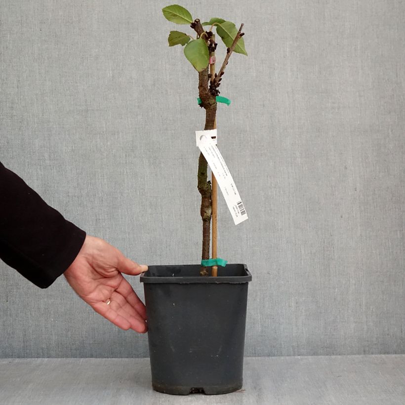 Esemplare di Amareno Fruit Me Cherry Me Lapins Vaso da 4L/5L, Nano come consegnato in autunno