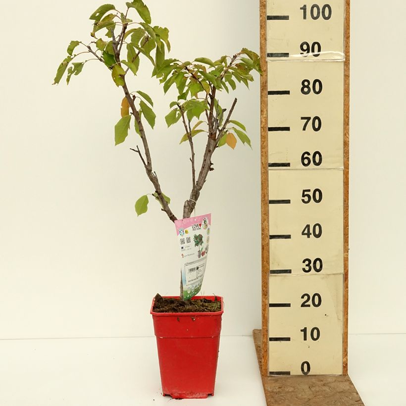Esemplare di Ciliegio Garden Bing Vaso da 6L/7L, Vaso impalcato basso come consegnato in autunno