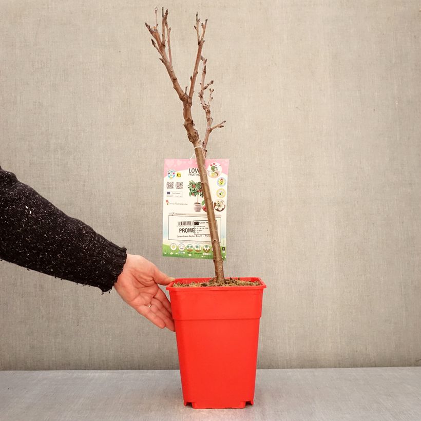 Ciliegio Garden Bing Vaso da 6L/7L, Vaso impalcato basso esemplare consegnato in inverno