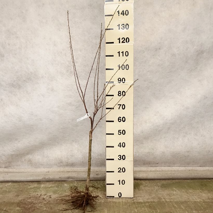 Esemplare di Amareno Griotella Frumi Piante grandi a radice nuda, Vaso impalcato basso come consegnato in autunno