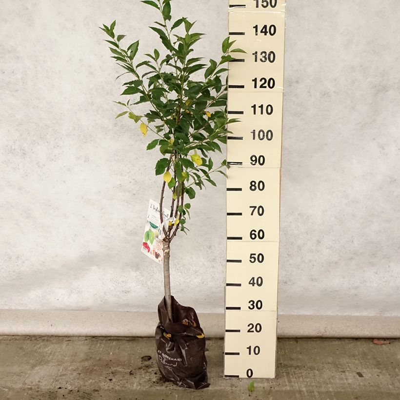 Esemplare di Cerisier nain Griotella - Georges Delbard Motte Prêt-à-planter 1/4 de tige consegnato in estate