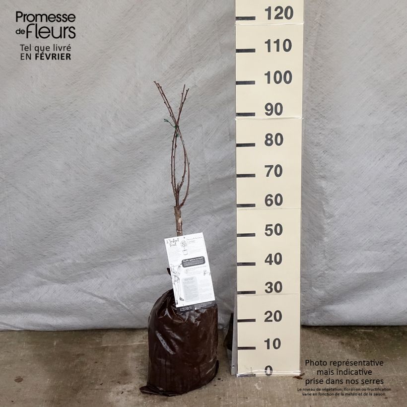 Cerisier nain Griotella - Georges Delbard Motte Prêt-à-planter 1/4 de tige esemplare consegnato in inverno