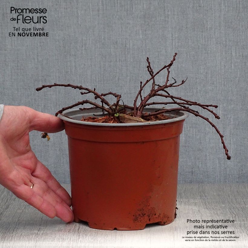 Esemplare di Prunus pumila Depressa - Ciliegio da fiore Vaso da 2L/3L come consegnato in autunno