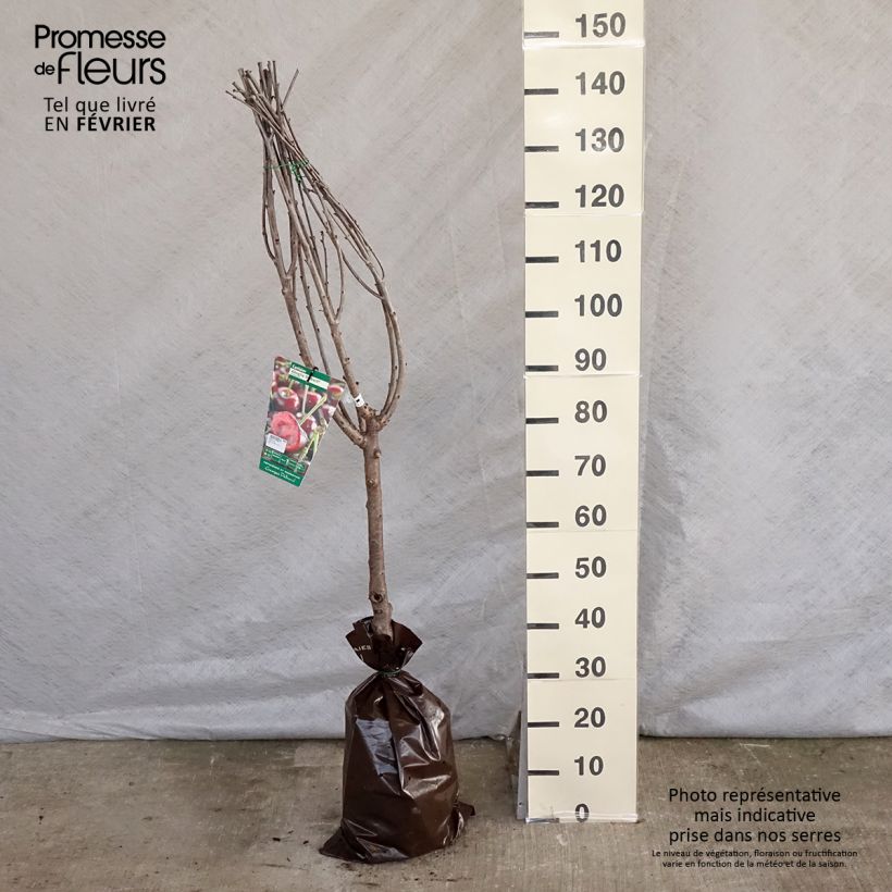 Amareno Cerise Allégria Delbard delkarsun Zolla 'Pronta da piantare', Vasetto esemplare consegnato in inverno