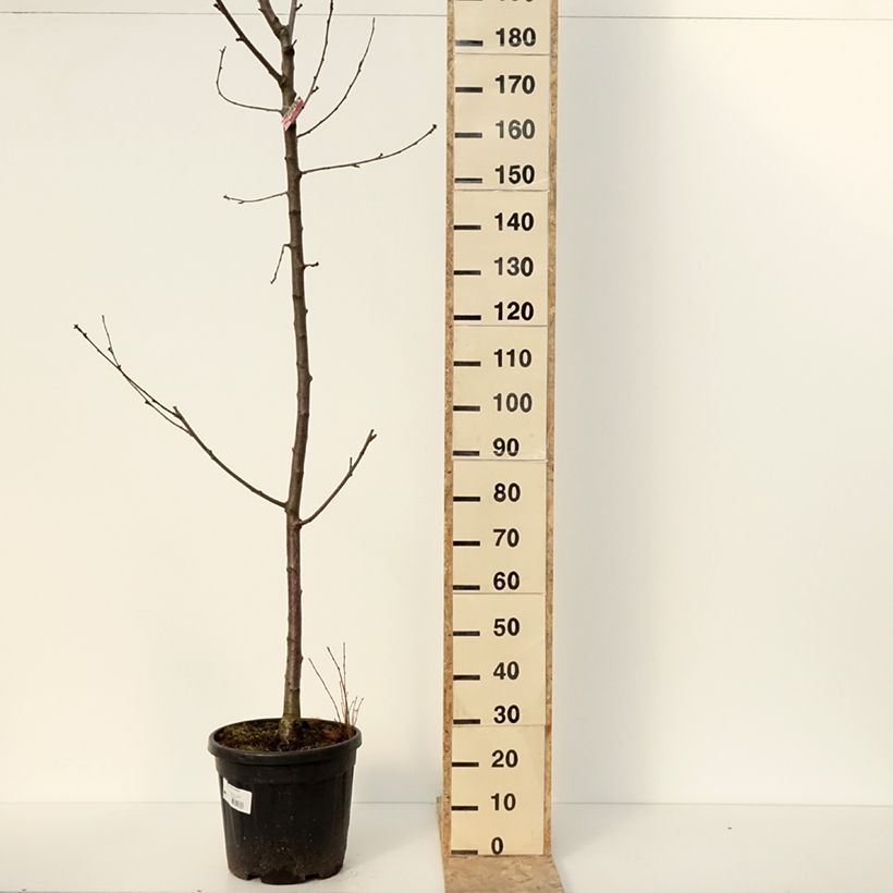Ciliegio Regina Vaso da 20L/25L, Vaso impalcato medio esemplare consegnato in inverno