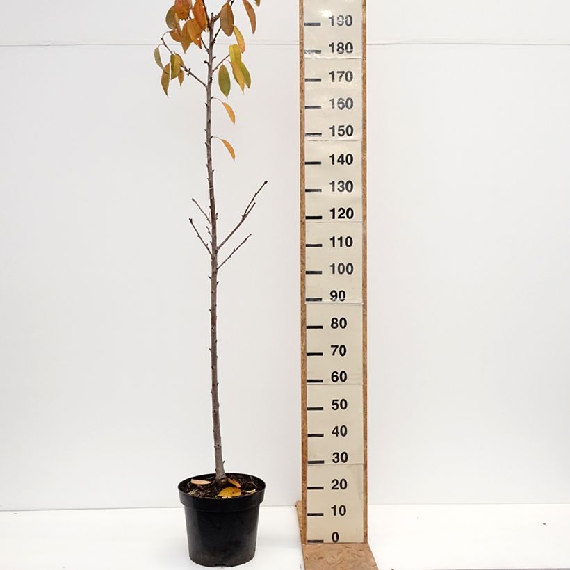 Esemplare di Ciliegio Regina Vaso da 18L/20L, Vaso impalcato medio come consegnato in autunno