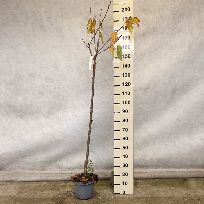 Esemplare di Ciliegio Schneiders Späte Knorpelkirsche Vaso da 7,5L/10L, Vaso impalcato medio come consegnato in autunno