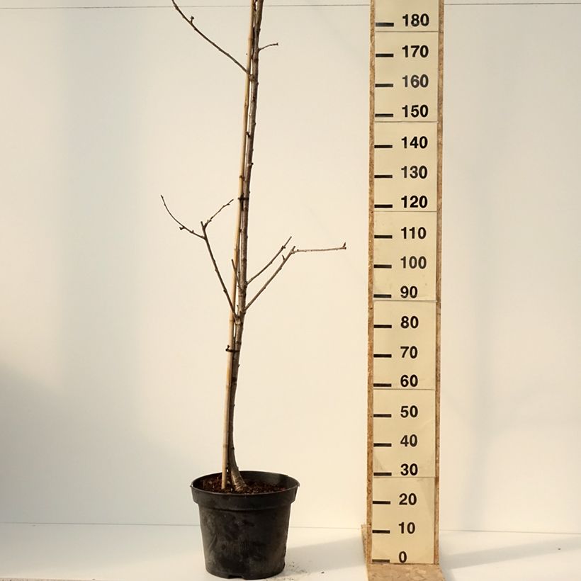 Ciliegio Staccato Vaso da 20L/25L, Vaso impalcato medio esemplare consegnato in inverno