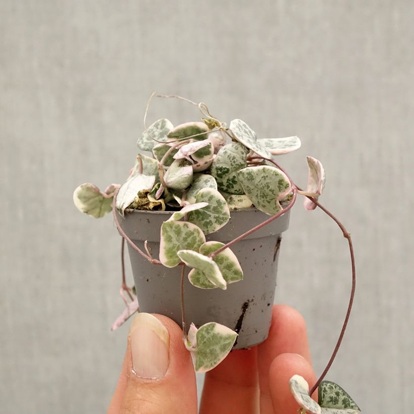 Esemplare di Ceropegia woodii Variegata - Collana di cuori Mini-plante come consegnato in autunno