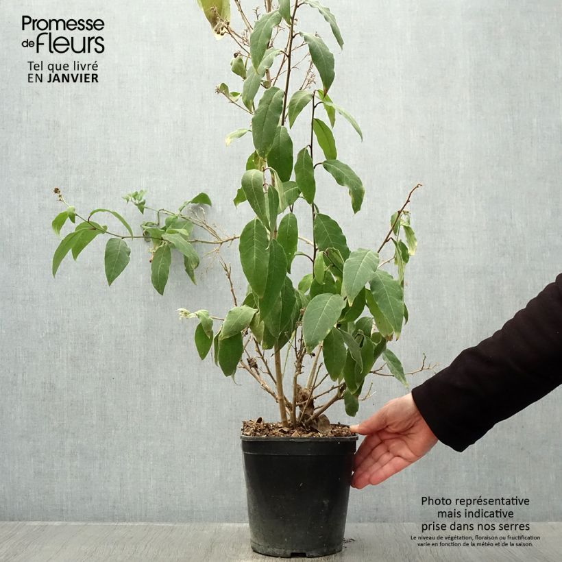 Cestrum elegans Rubrum Vaso da 4L/5L esemplare consegnato in inverno