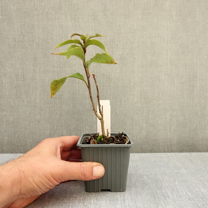 Esemplare di Cestrum fasciculatum Newellii Vasetto da 8/9 cm come consegnato in autunno