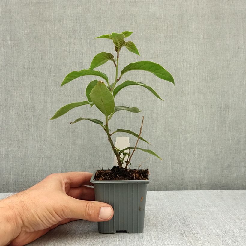 Esemplare di Cestrum fasciculatum Newellii Vasetto da 8/9 cm consegnato in estate