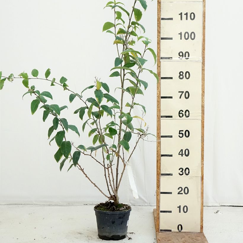 Esemplare di Cestrum fasciculatum Newellii Vaso da 3L/4L come consegnato in autunno