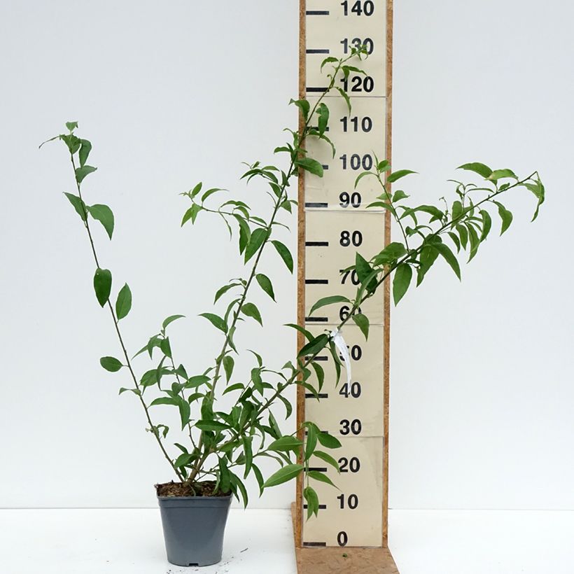 Esemplare di Cestrum nocturnum - Gelsomino notturno Vaso da 3L/4L come consegnato in autunno