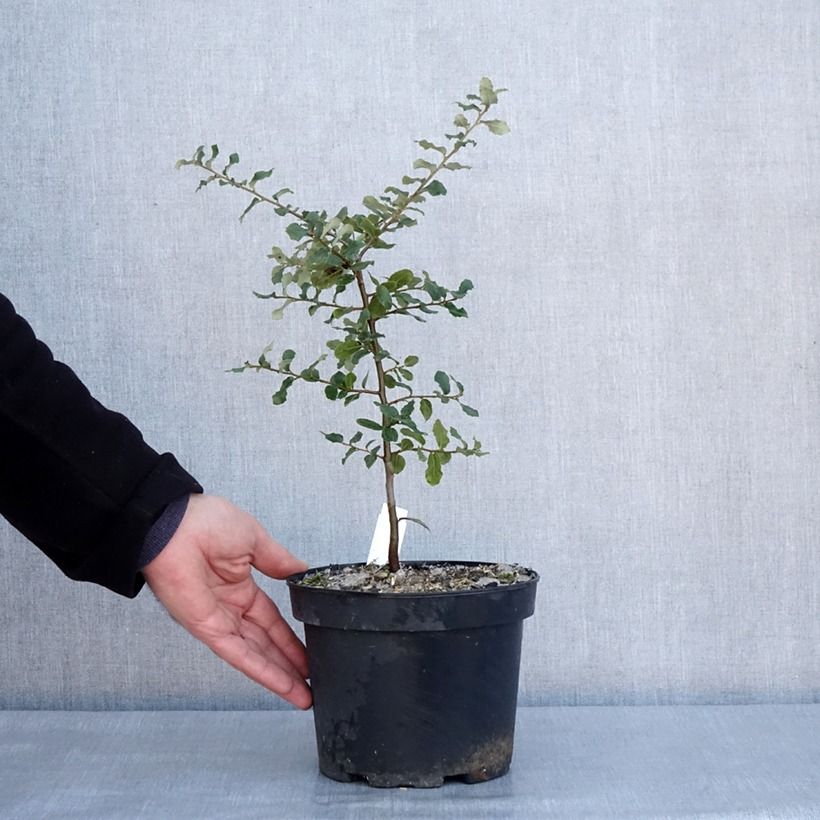 Quercus suber - Quercia da sughero Vaso da 3L/4L esemplare consegnato in inverno