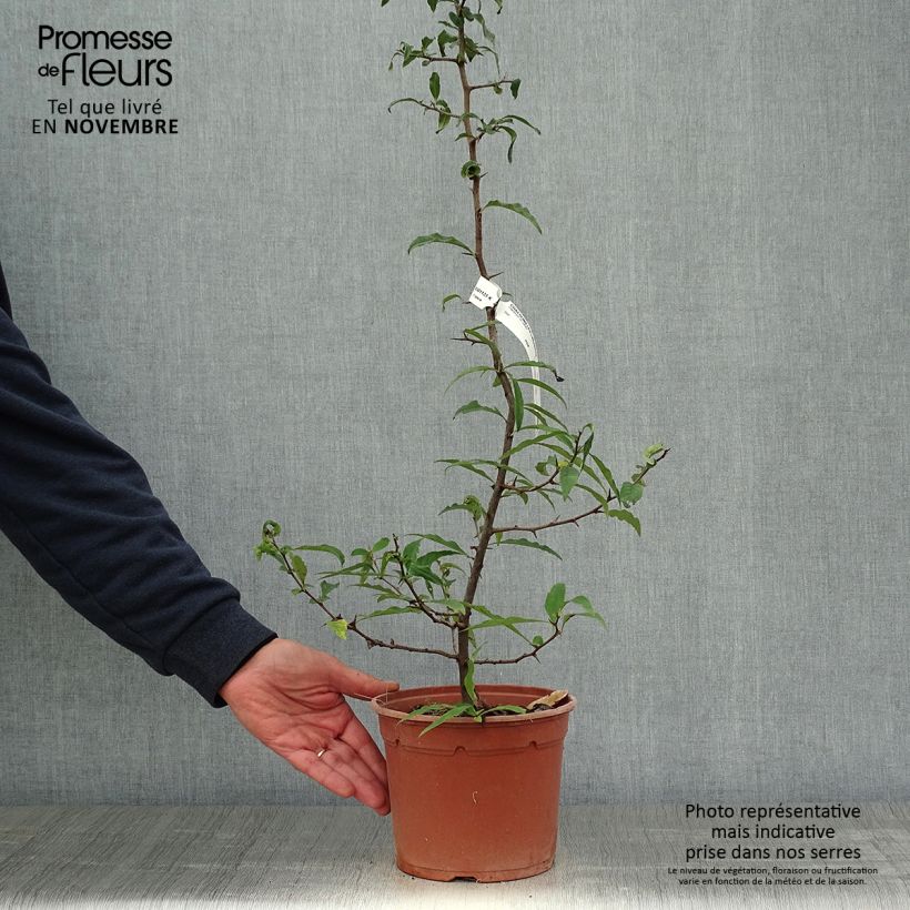 Esemplare di Chaenomeles cathayensis Vaso da 3L/4L come consegnato in autunno