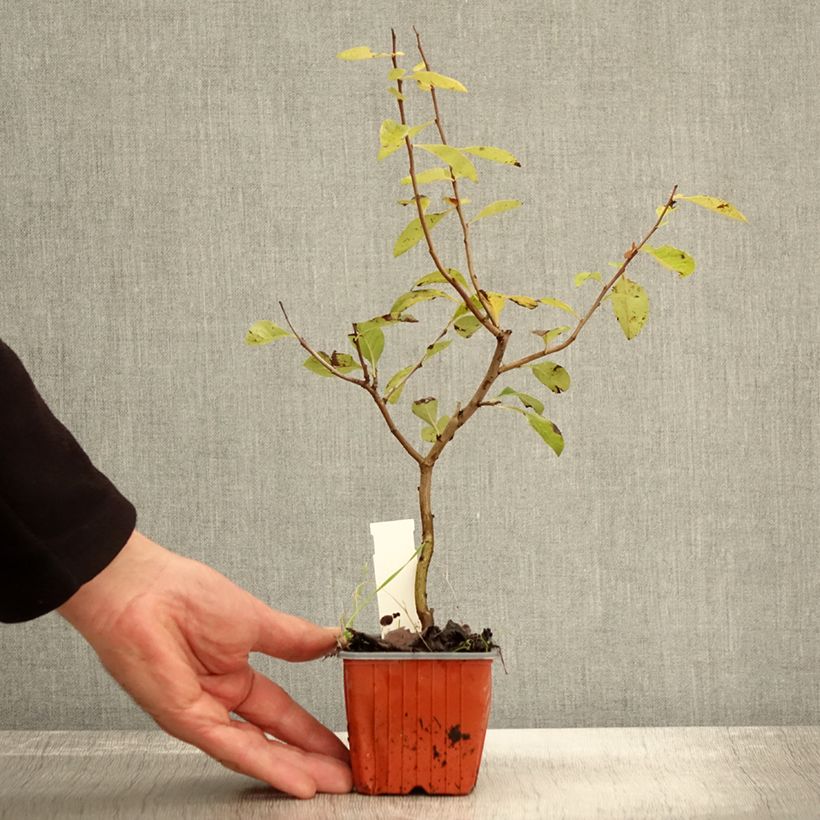 Esemplare di Chaenomeles superba Nicoline - Fior di Pesco Vasetto da 8/9 cm come consegnato in autunno