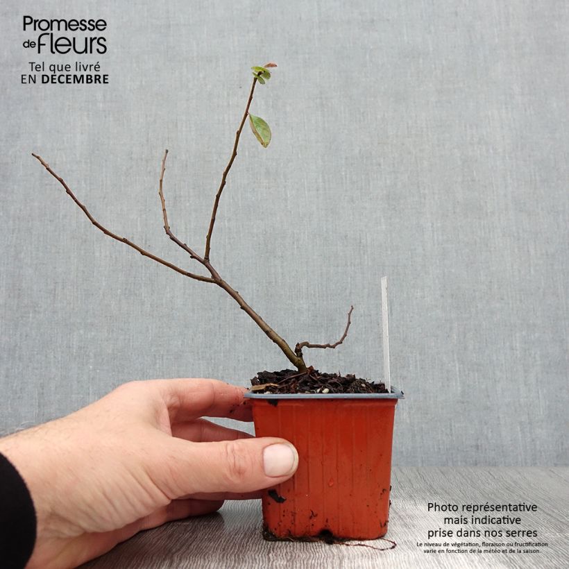 Chaenomeles superba Nicoline - Fior di Pesco Vasetto da 8/9 cm esemplare consegnato in inverno