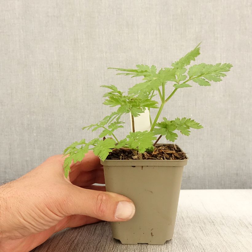 Esemplare di Chaerophyllum hirsutum Roseum - Cerfoglio irsuto Vasetto da 8/9 cm come consegnato in autunno