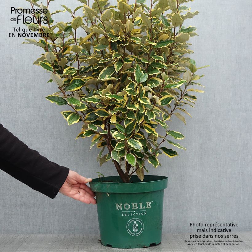 Esemplare di Elaeagnus ebbingei Viveleg - Eleagno Vaso da 7,5L/10L come consegnato in autunno
