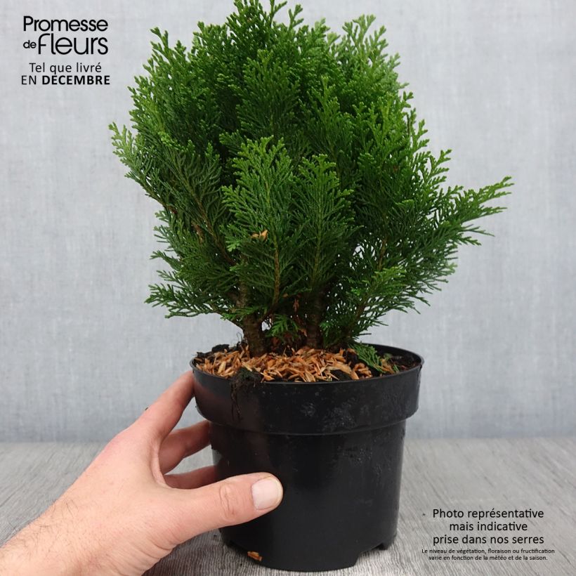 Esemplare di Chamaecyparis lawsoniana Minima Glauca - Cipresso bianco Vaso da 2L/3L come consegnato in autunno